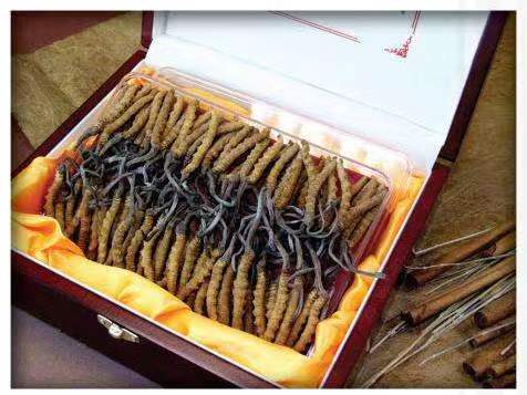 仙游冬虫夏草回收